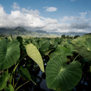 Photograph of a kalo field in Hawaii with mountains in the background.